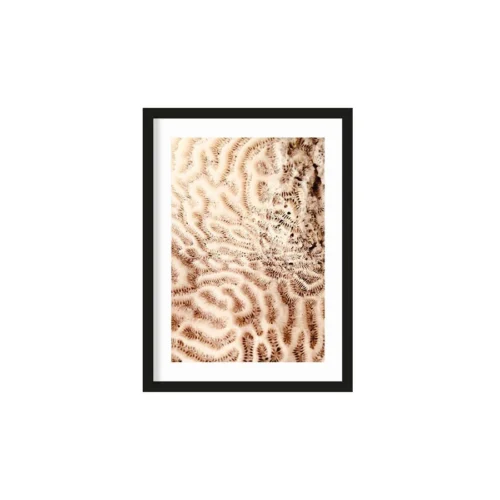 Art Print The brains of the sea   - zelf samenstellen