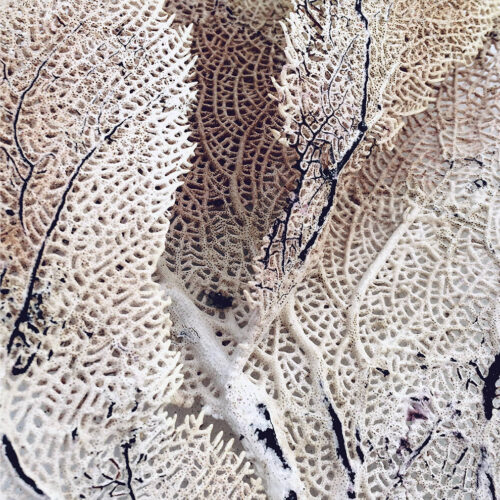 Art Print Curly soft coral  - zelf samenstellen - Afbeelding 2