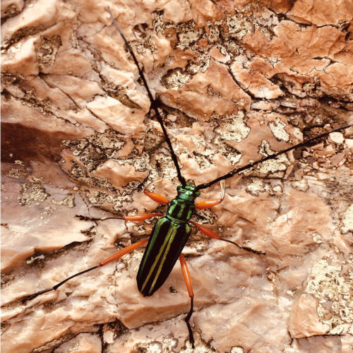 Art Print High on life insect  - zelf samenstellen - Afbeelding 2