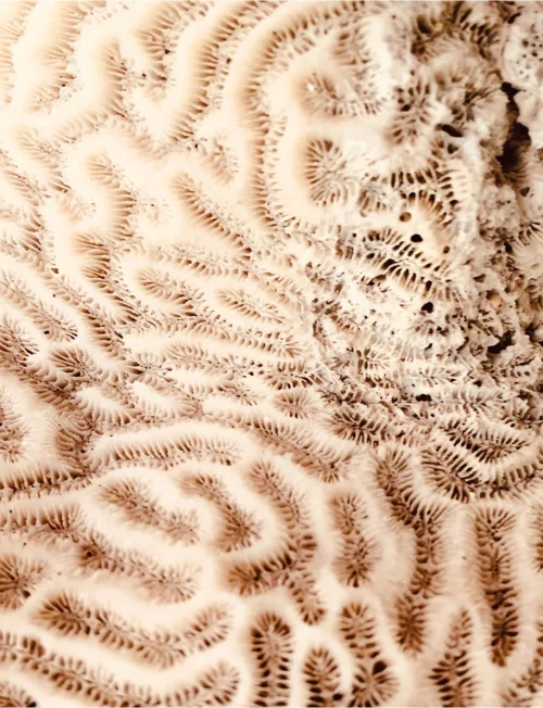 Art Print The brains of the sea   - zelf samenstellen - Afbeelding 2