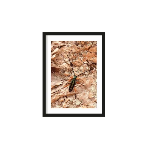 Art Print High on life insect  - zelf samenstellen