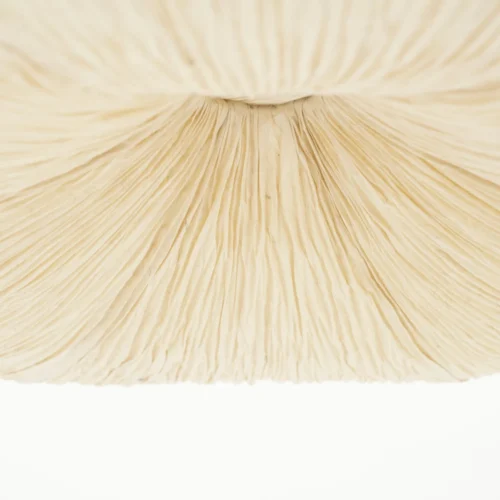 Hanglamp Lokta - Ø63cm - Afbeelding 2